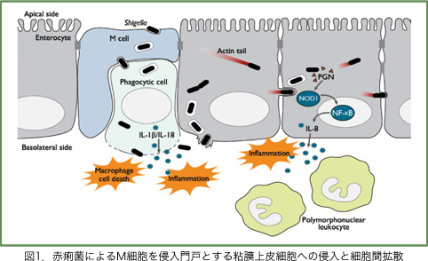 図1.赤痢菌によるM細胞を侵入門戸とする粘膜上皮細胞への侵入と細胞間拡散