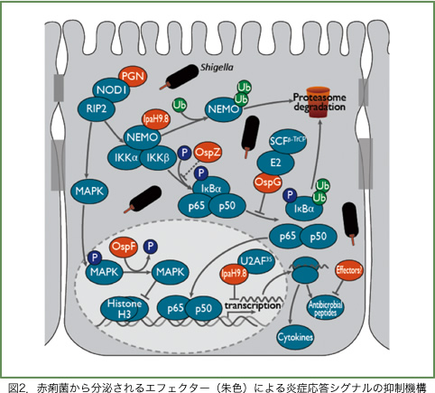 図2.赤痢菌から分泌されるエフェクター(朱色)による炎症応答シグナルの抑制機構