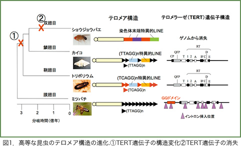 第11回 東京大学生命科学シンポジウム Todai BIO 2011｜講演内容